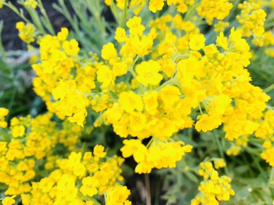 IMG_4157.jpg?type=w966