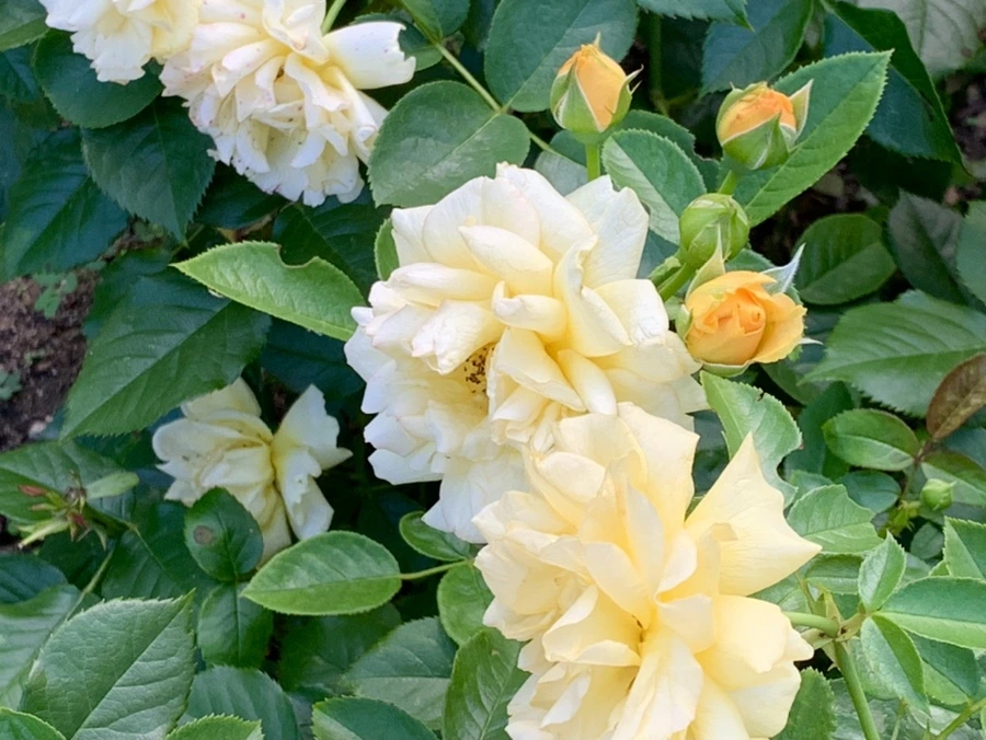 IMG_2942.jpg?type=w966