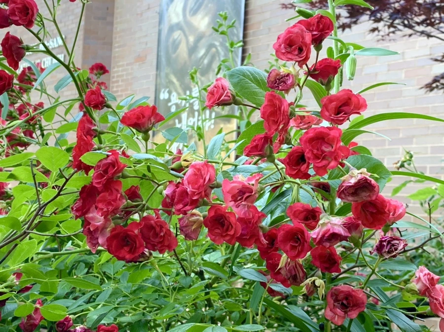 IMG_6238.jpg?type=w966