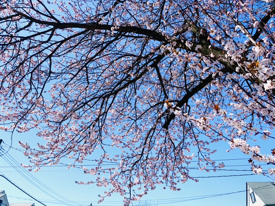 IMG_7921.jpg?type=w966