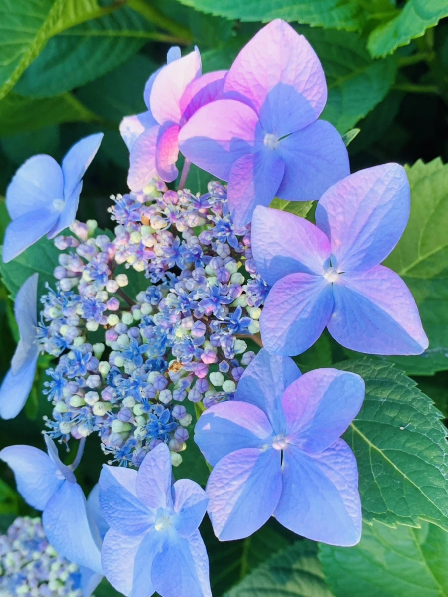 IMG_6276.jpg?type=w966