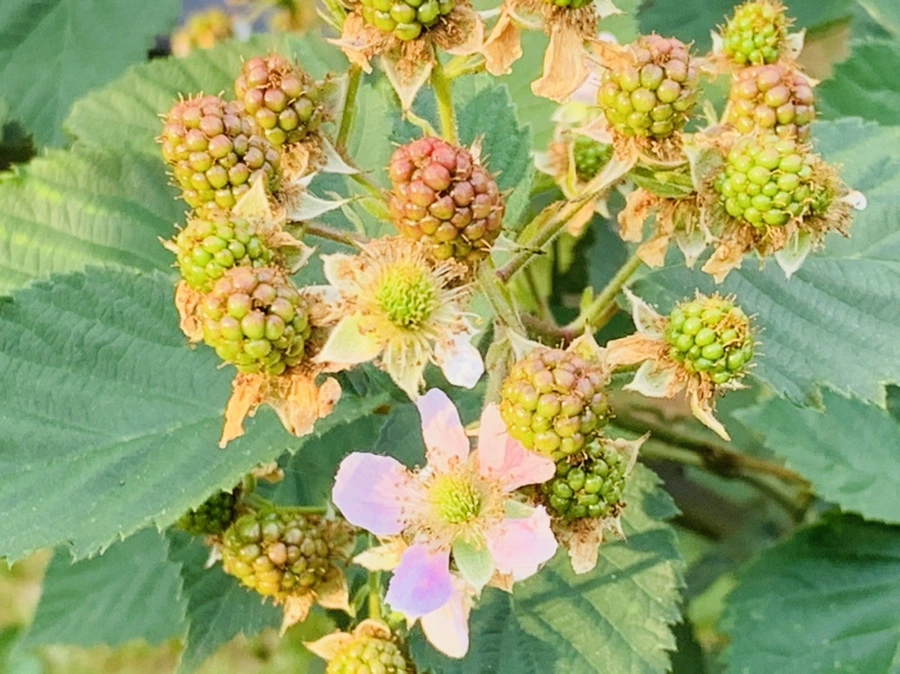 IMG_5559.jpg?type=w966