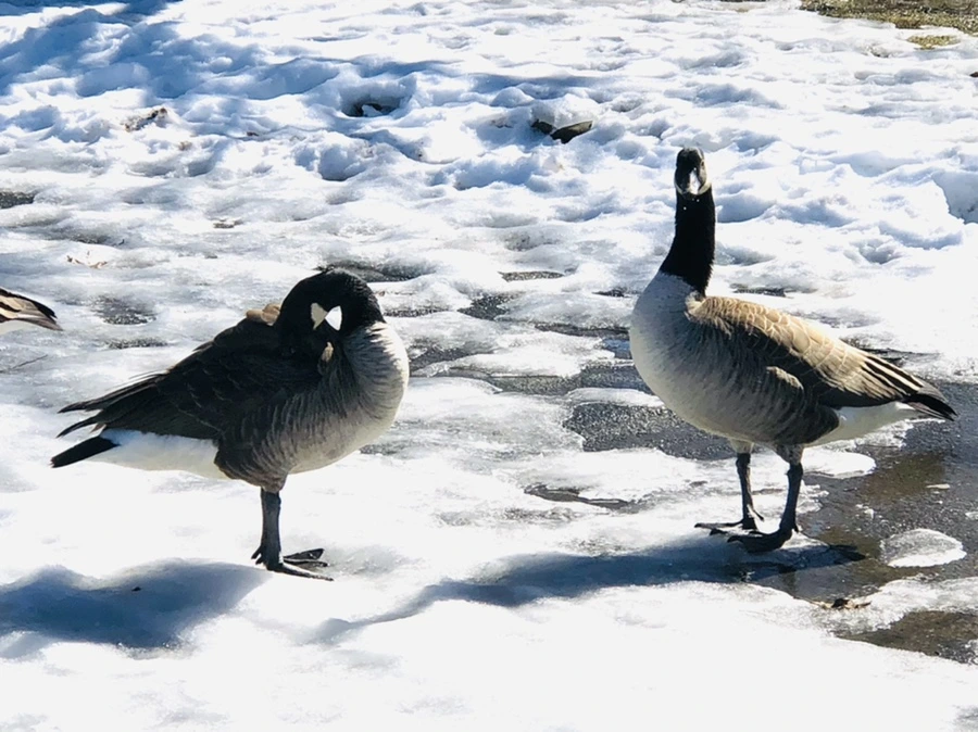 IMG_4915.jpg?type=w966