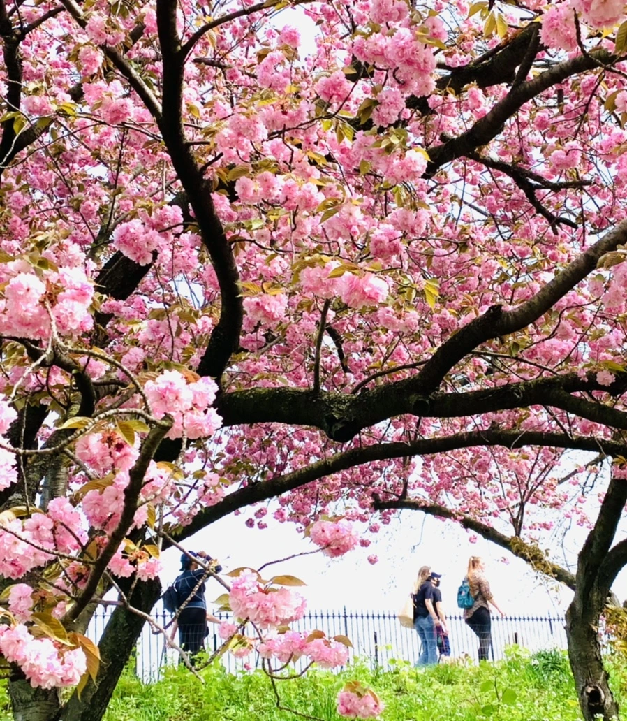 IMG_5179.jpg?type=w966