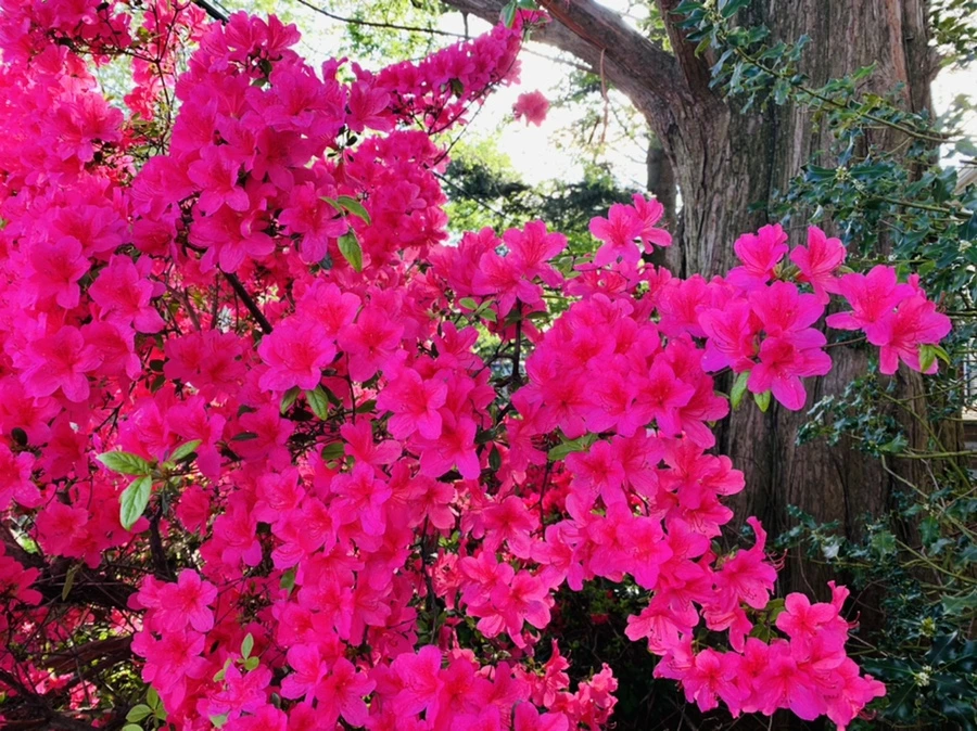 IMG_1034.jpg?type=w966