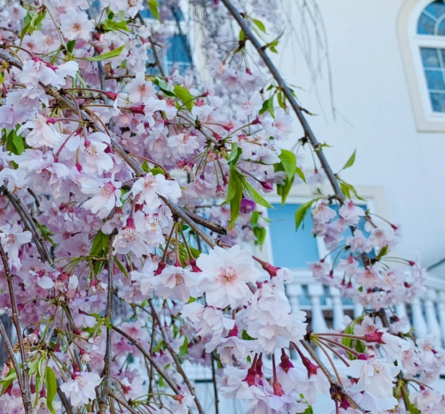 IMG_4887.jpg?type=w966