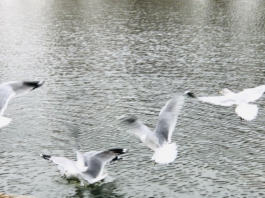 IMG_3281.jpg?type=w966