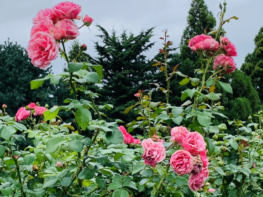 IMG_6953.jpg?type=w966