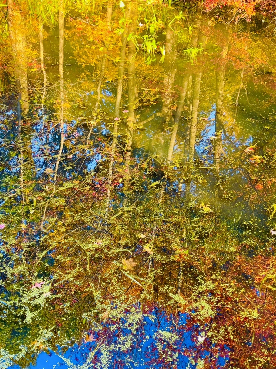 IMG_1807.jpg?type=w966