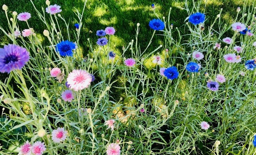 IMG_8567.jpg?type=w966