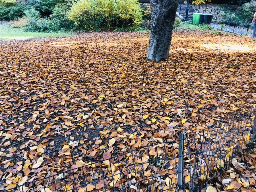 IMG_4224.jpg?type=w966