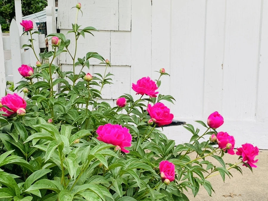 IMG_5442.jpg?type=w966