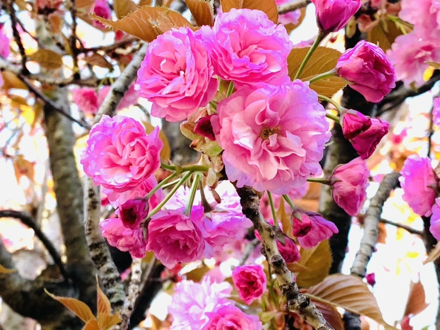 IMG_4183.jpg?type=w966