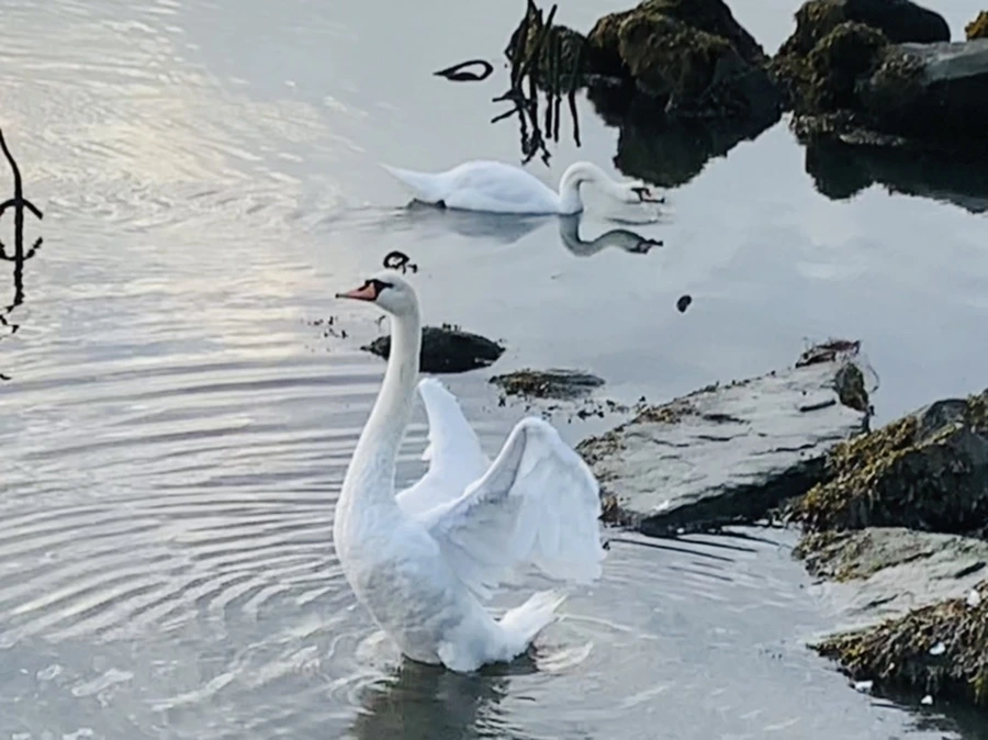 IMG_5698.jpg?type=w966