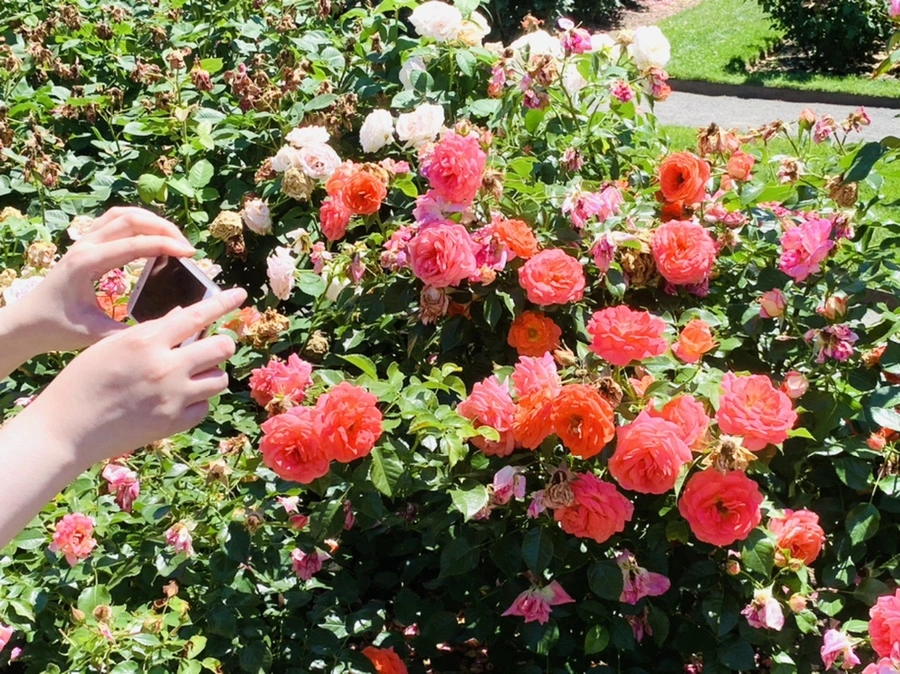 IMG_4161.jpg?type=w966