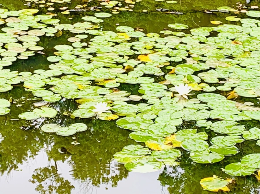 IMG_4447.jpg?type=w966