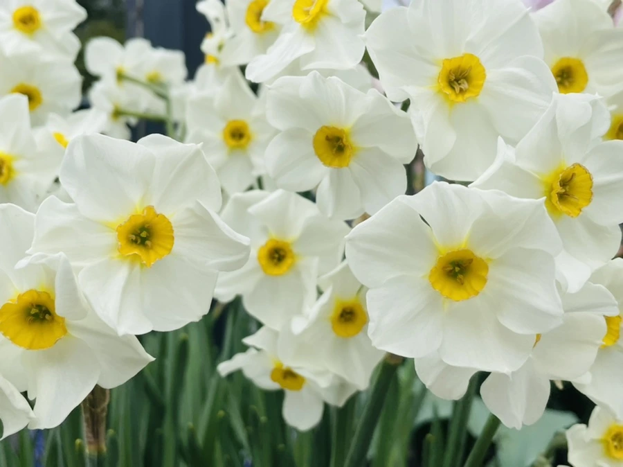 IMG_1290.jpg?type=w966