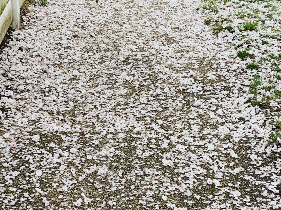 IMG_1335.jpg?type=w966