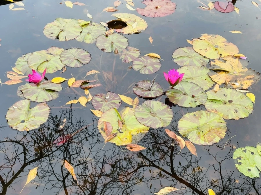 IMG_1271.jpg?type=w966