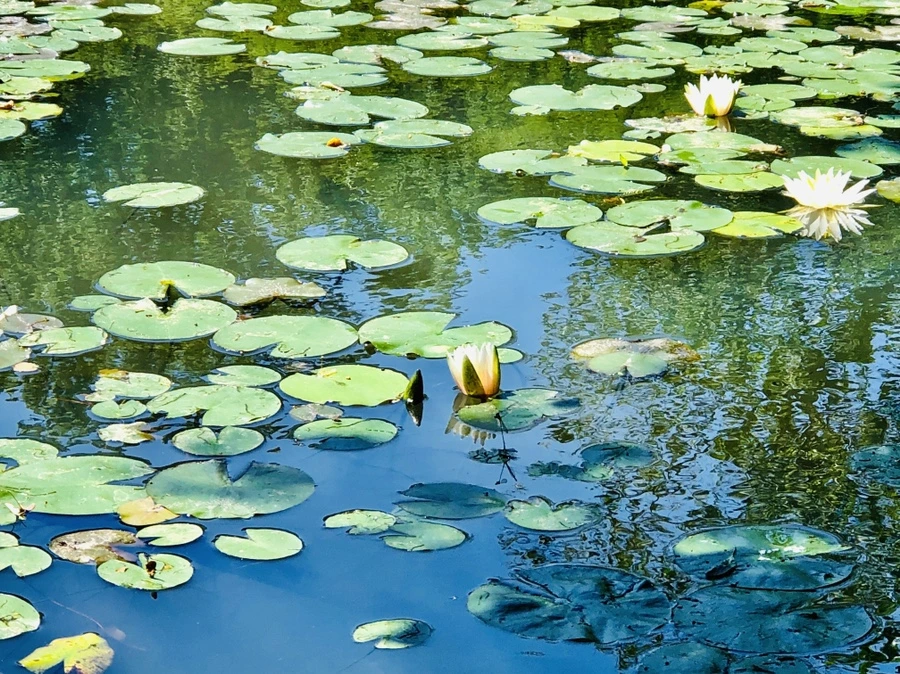 IMG_9721.jpg?type=w966