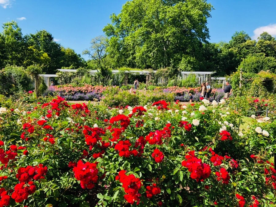 IMG_7802.jpg?type=w966