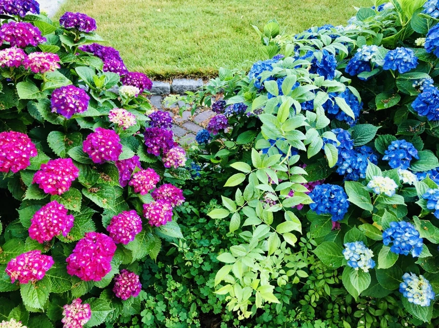 IMG_0551.jpg?type=w966