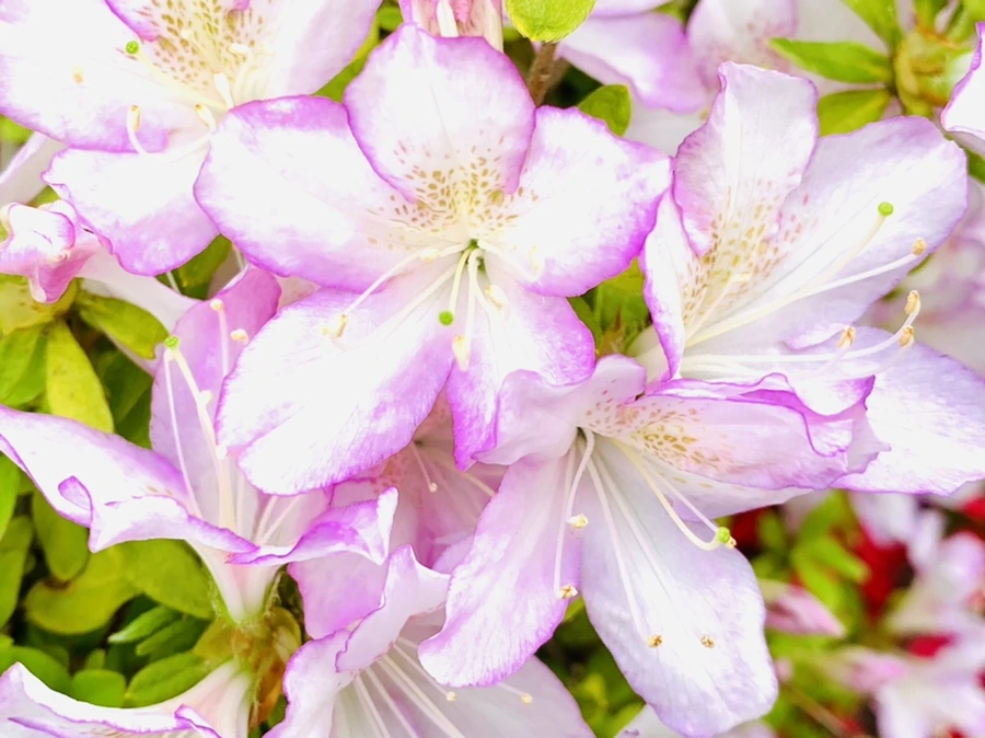 IMG_9009.jpg?type=w966