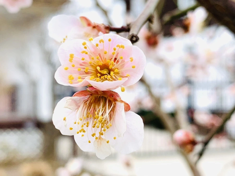 IMG_1677.jpg?type=w966