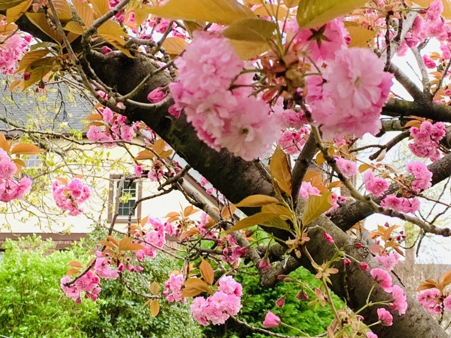 IMG_4393.jpg?type=w966