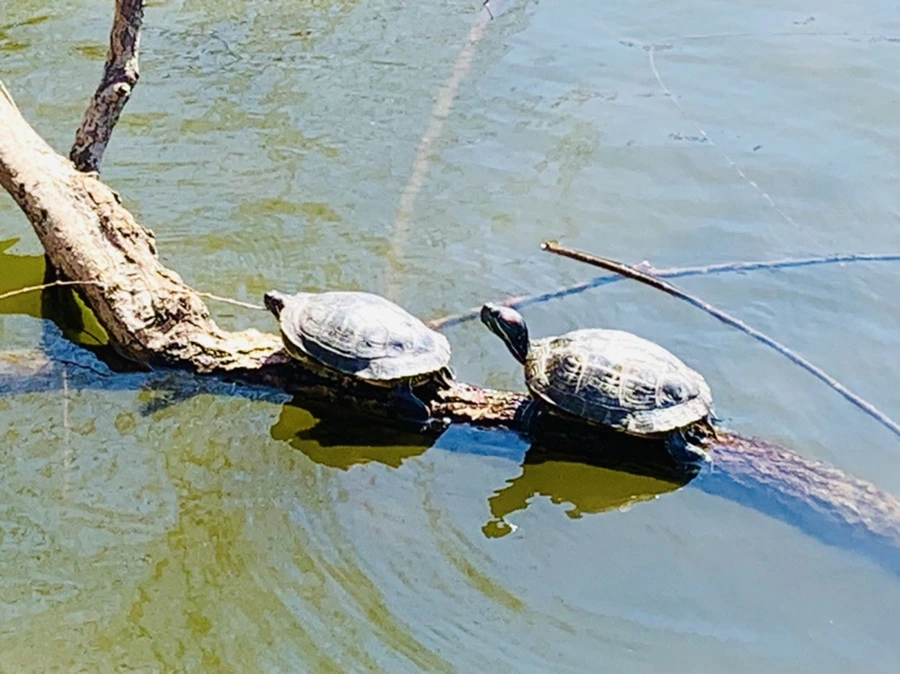 IMG_3122.jpg?type=w966