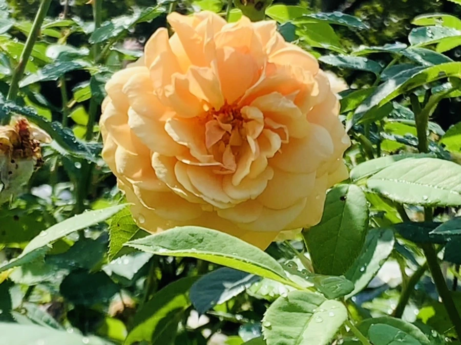 IMG_8423.jpg?type=w966