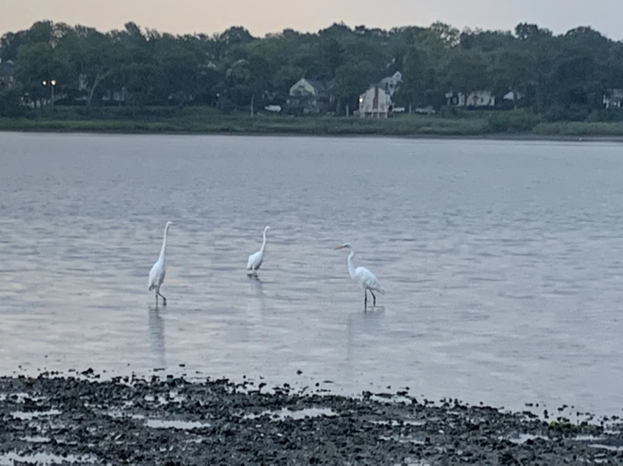 IMG_8147.jpg?type=w966