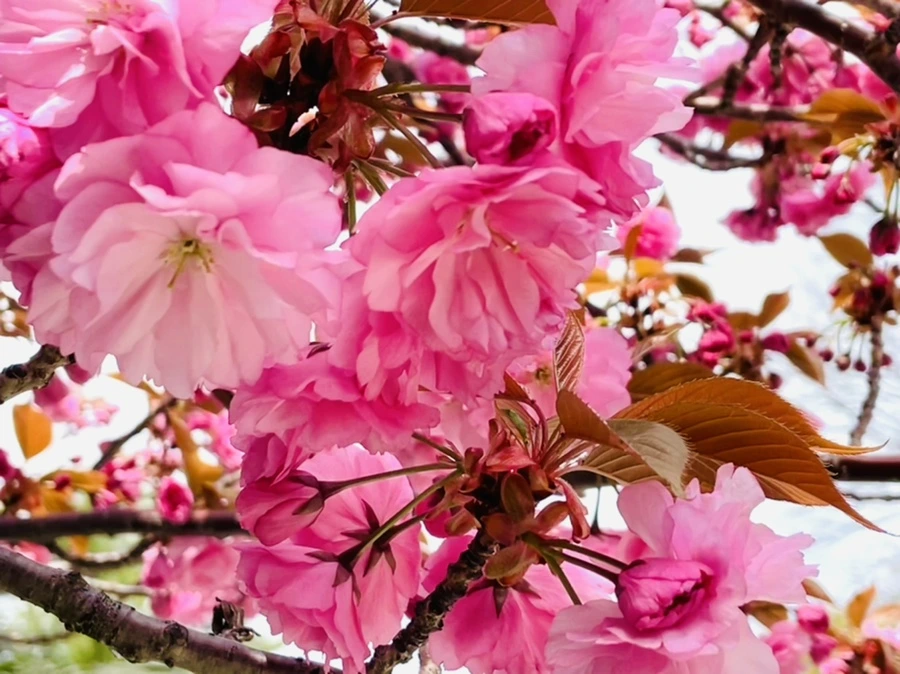 IMG_2332.jpg?type=w966