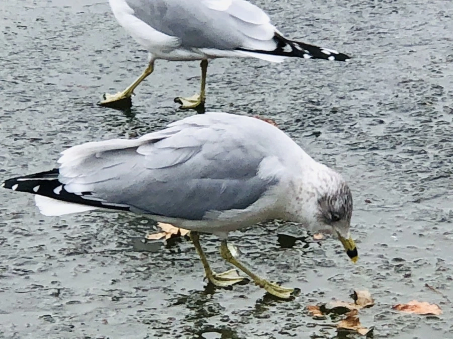 IMG_8608.jpg?type=w966