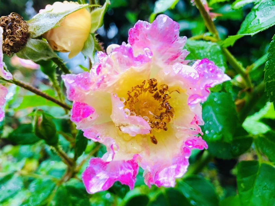 IMG_2982.jpg?type=w966