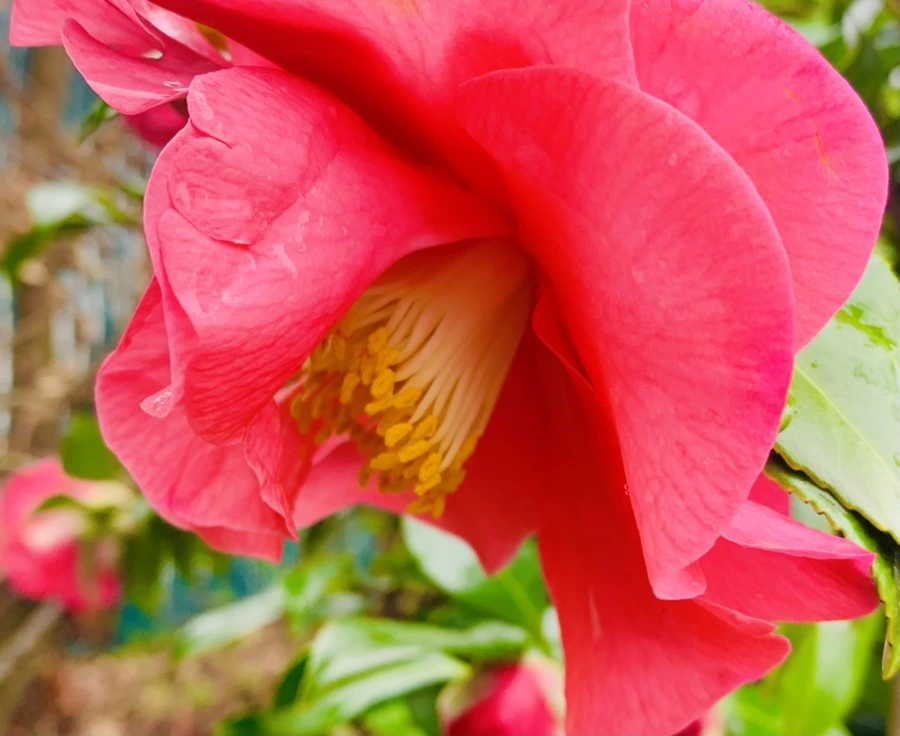 IMG_6232.jpg?type=w966