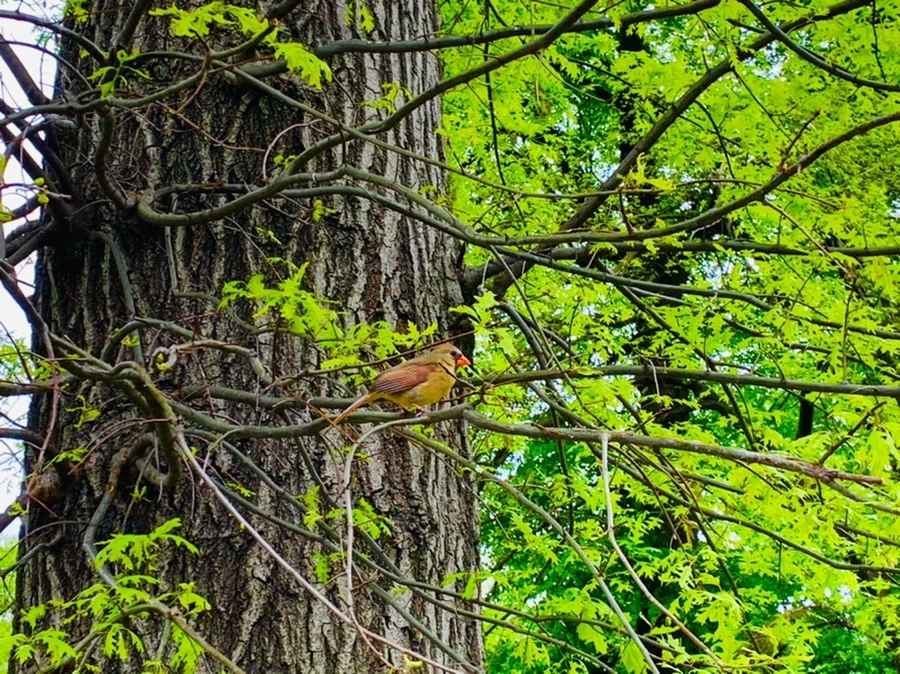 IMG_8756.jpg?type=w966