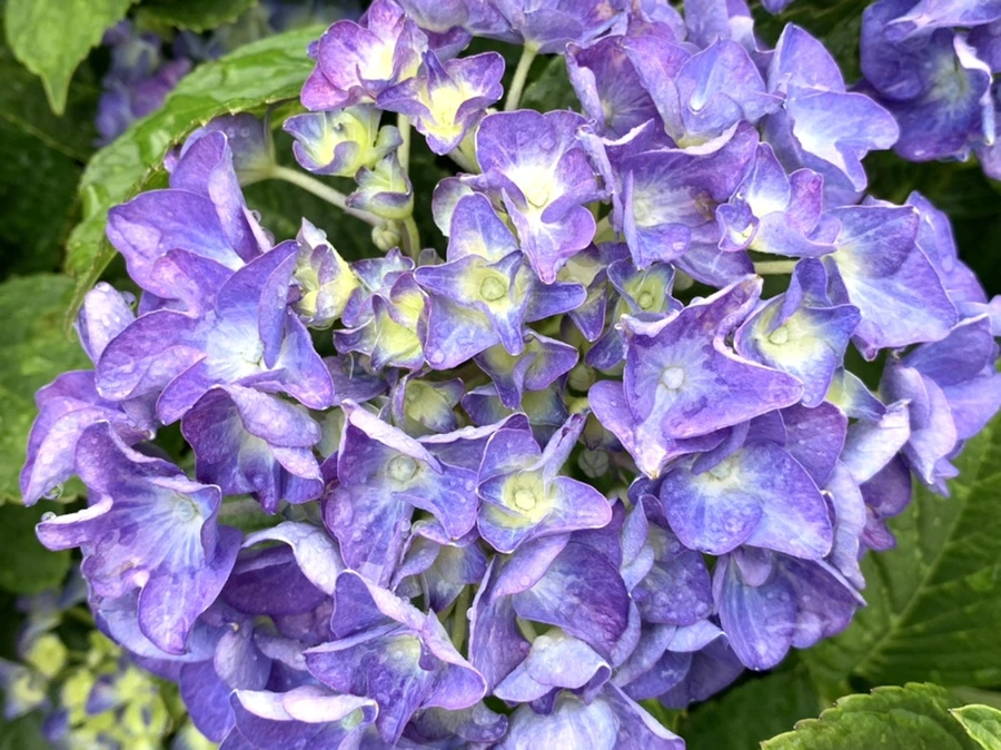 IMG_5029.jpg?type=w966