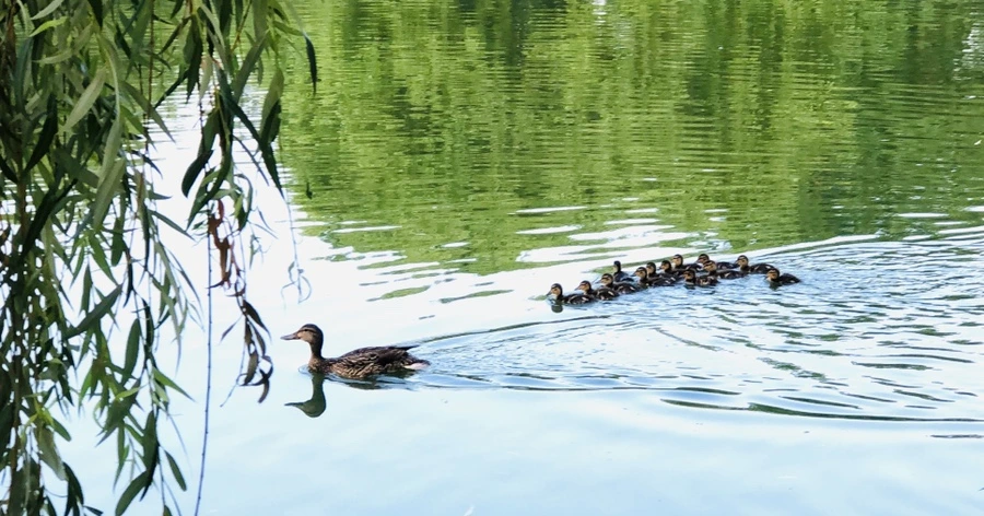 IMG_1118.jpg?type=w966