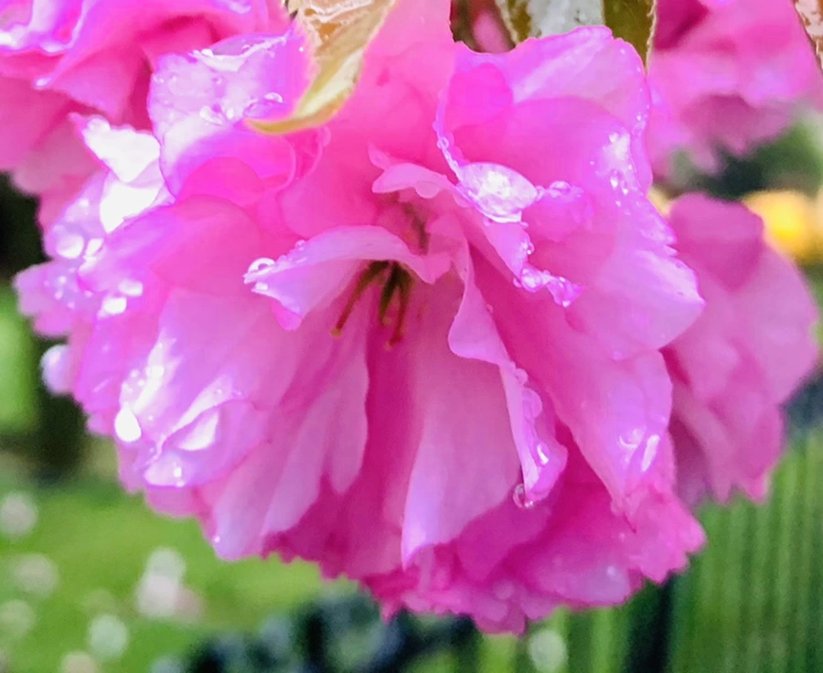 IMG_5217.jpg?type=w966