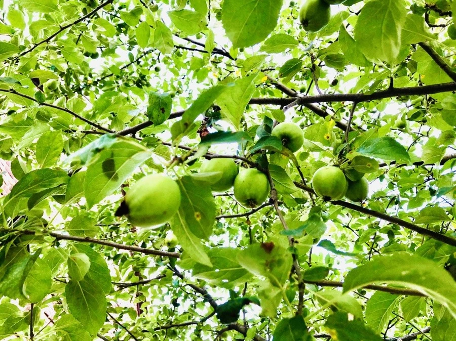 xtJOYns1utSKXxmAL_7Dk3VTS7I