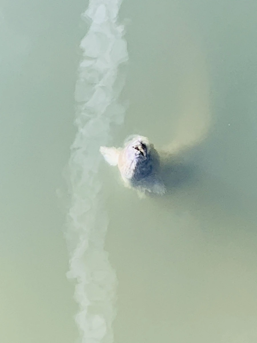 IMG_0616.jpg?type=w966