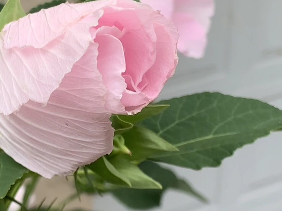 IMG_6048.jpg?type=w966