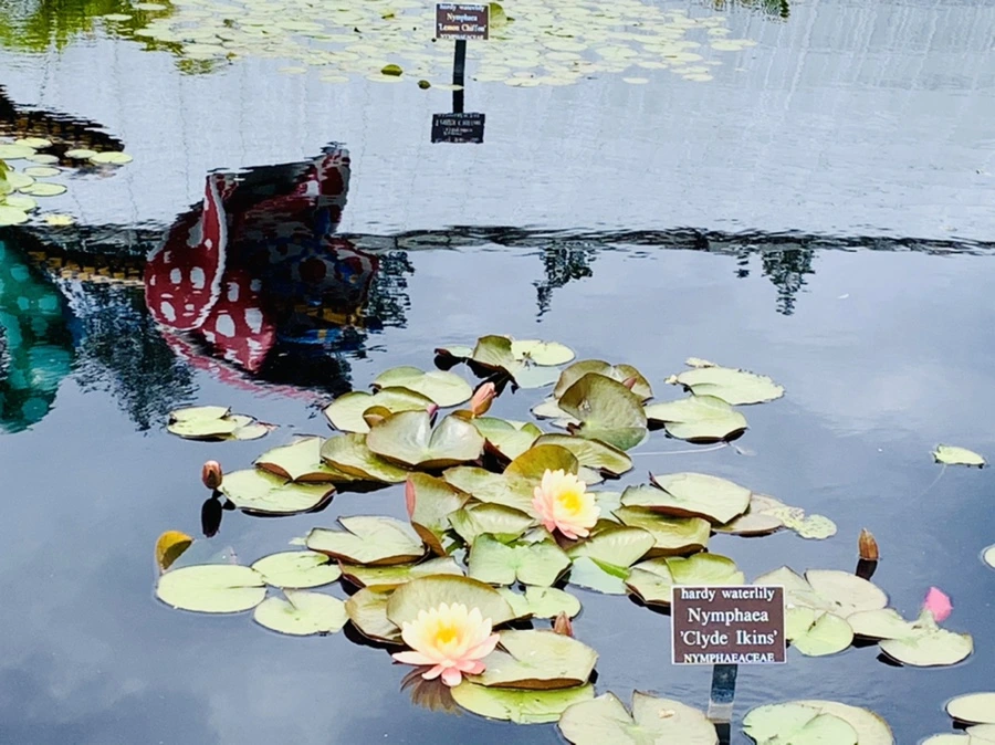 IMG_8383.jpg?type=w966