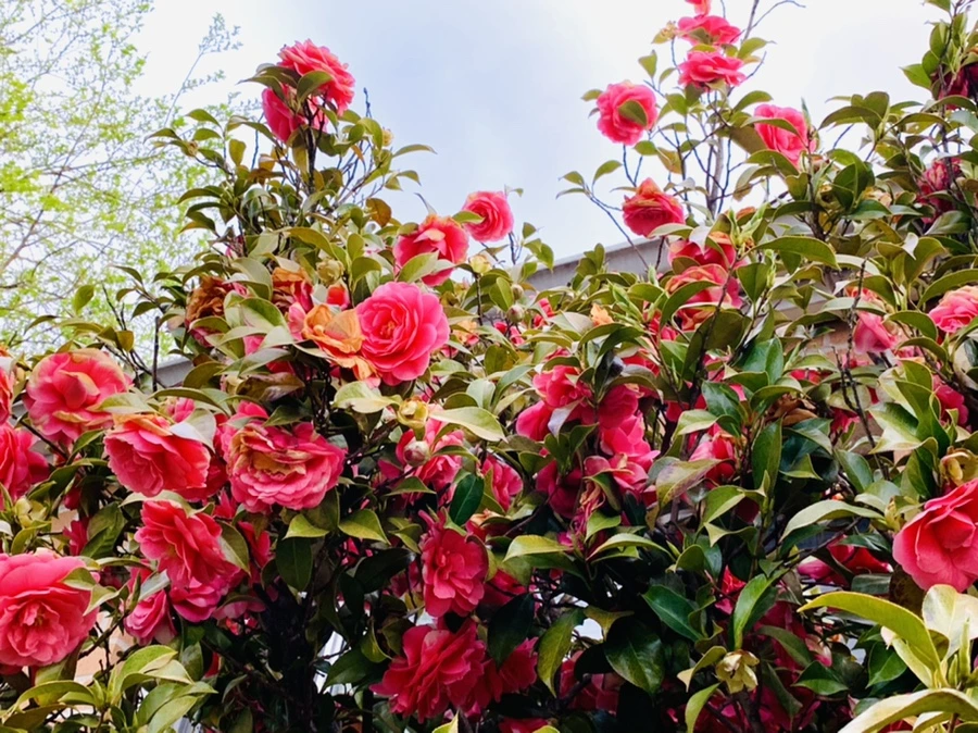 IMG_7797.jpg?type=w966