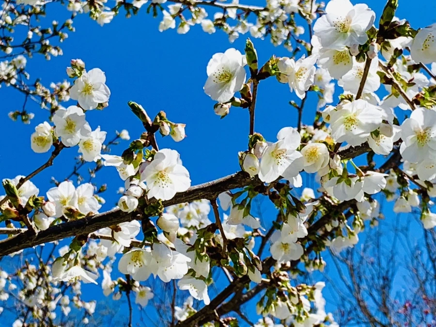 IMG_8120.jpg?type=w966