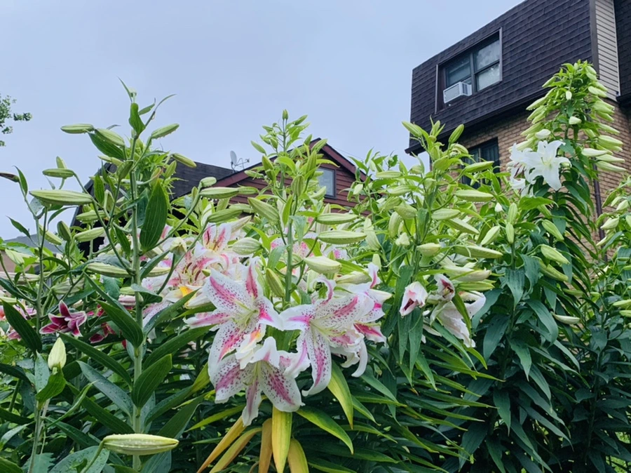 IMG_6899.jpg?type=w966