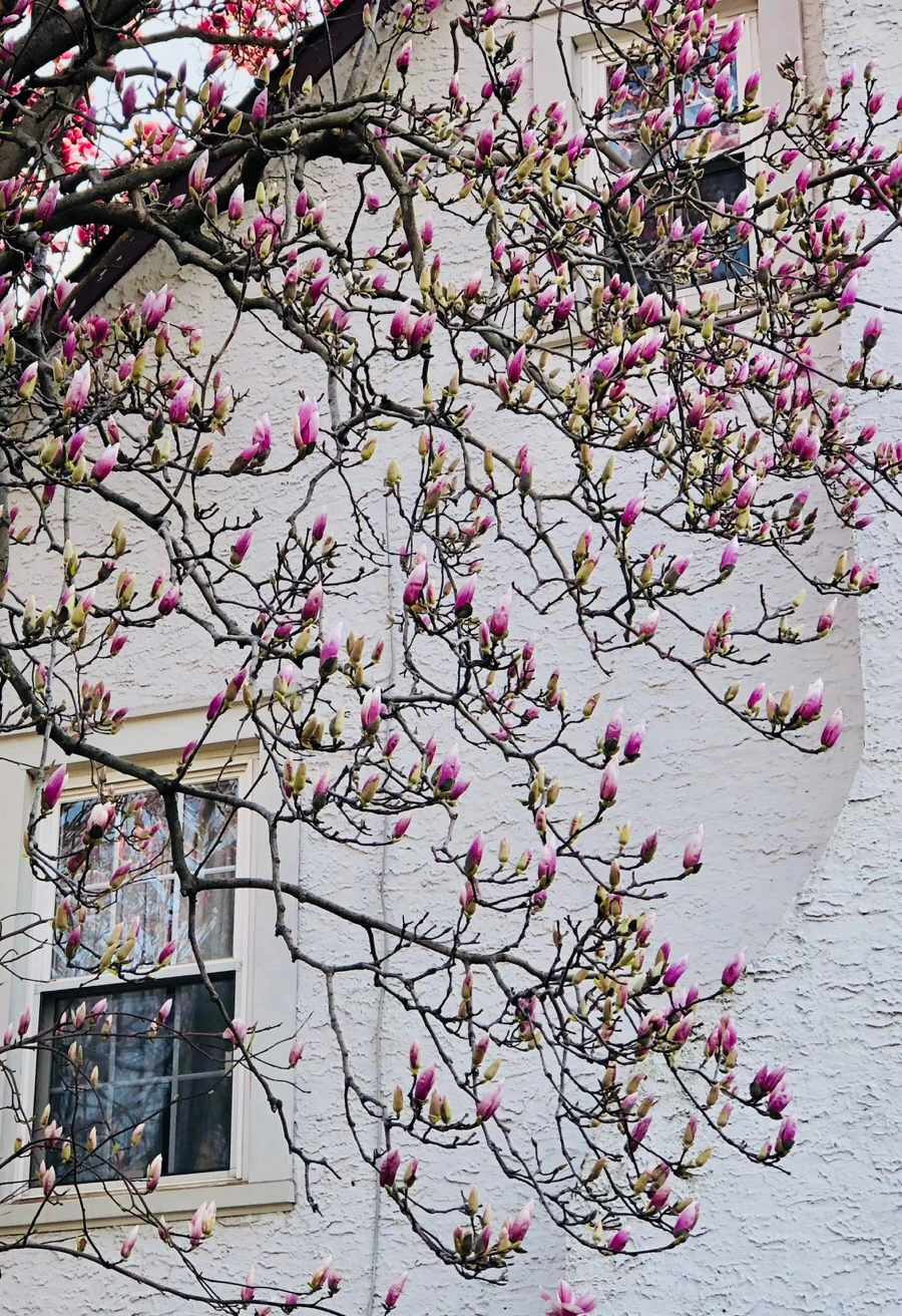 IMG_4418.jpg?type=w966