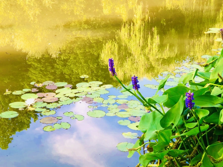 IMG_4951.jpg?type=w966