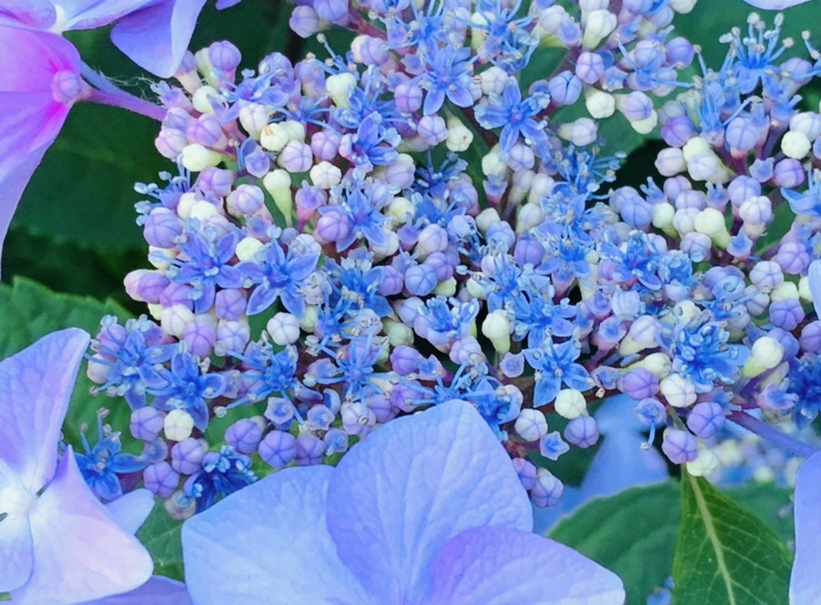 IMG_6291.jpg?type=w966